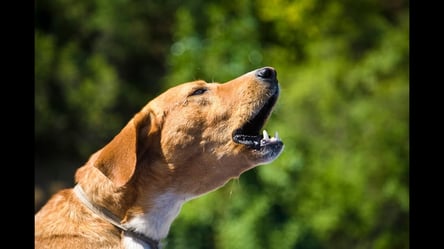 Щоби не гавкали: в Одесі собакам, які проживають біля дитсадка, прописали заспокійливе - 285x160