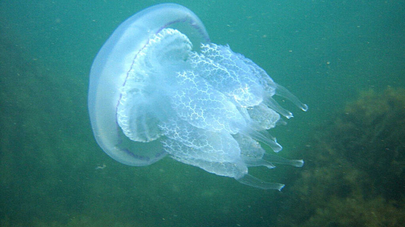 Кирилівка - популярний курорт знову атакували медузи. Фото