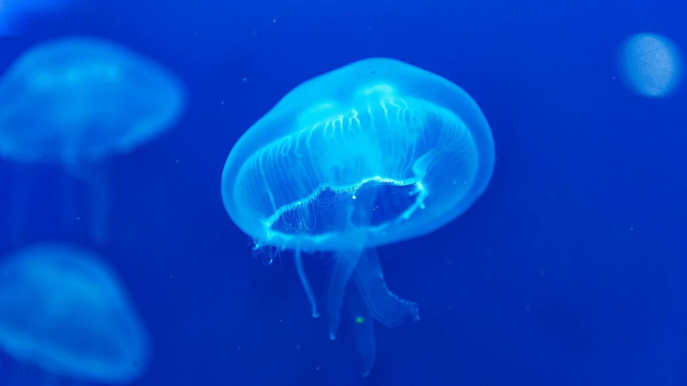 В Геническе вместе с мусором в море выбрасывали медуз — туристы возмущены увиденным