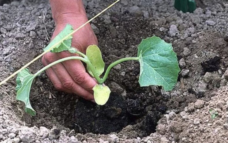 Человек, сажающий кавун на огороде