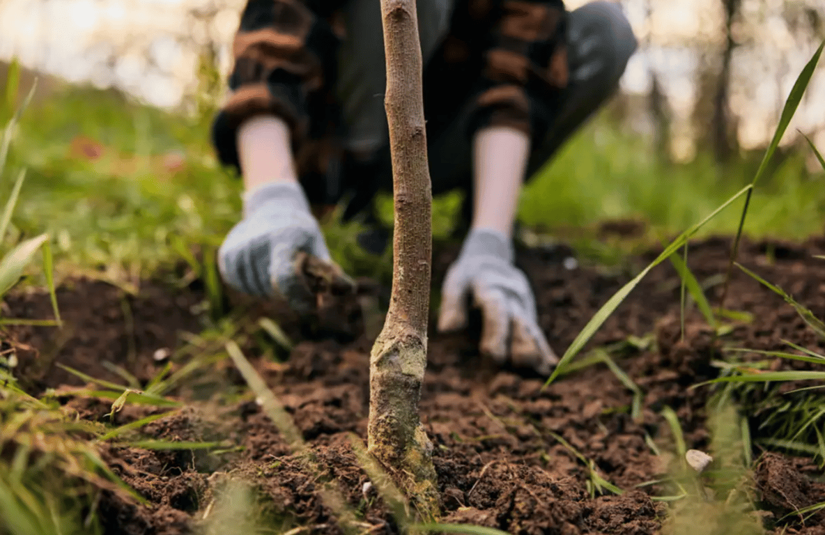 Человек, сажающий дерево