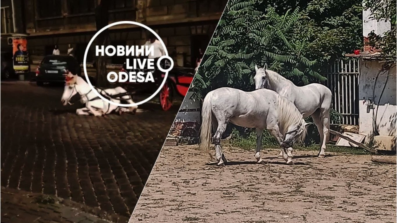 В центрі Одеси впав кінь - що з ним зараз