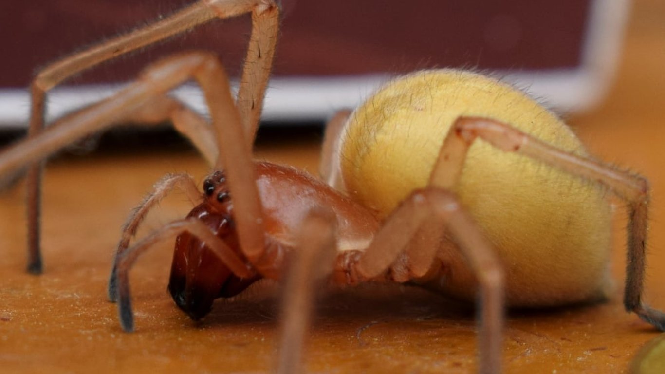 Отруйні павуки на Харківщині - у місті знайшли павука "Хеіракантіум"