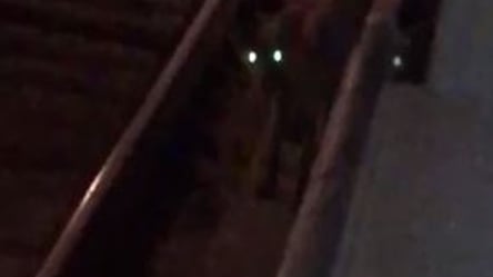 Ничего необычного: в харьковском метро бегала дикая лисица. Видео - 285x160