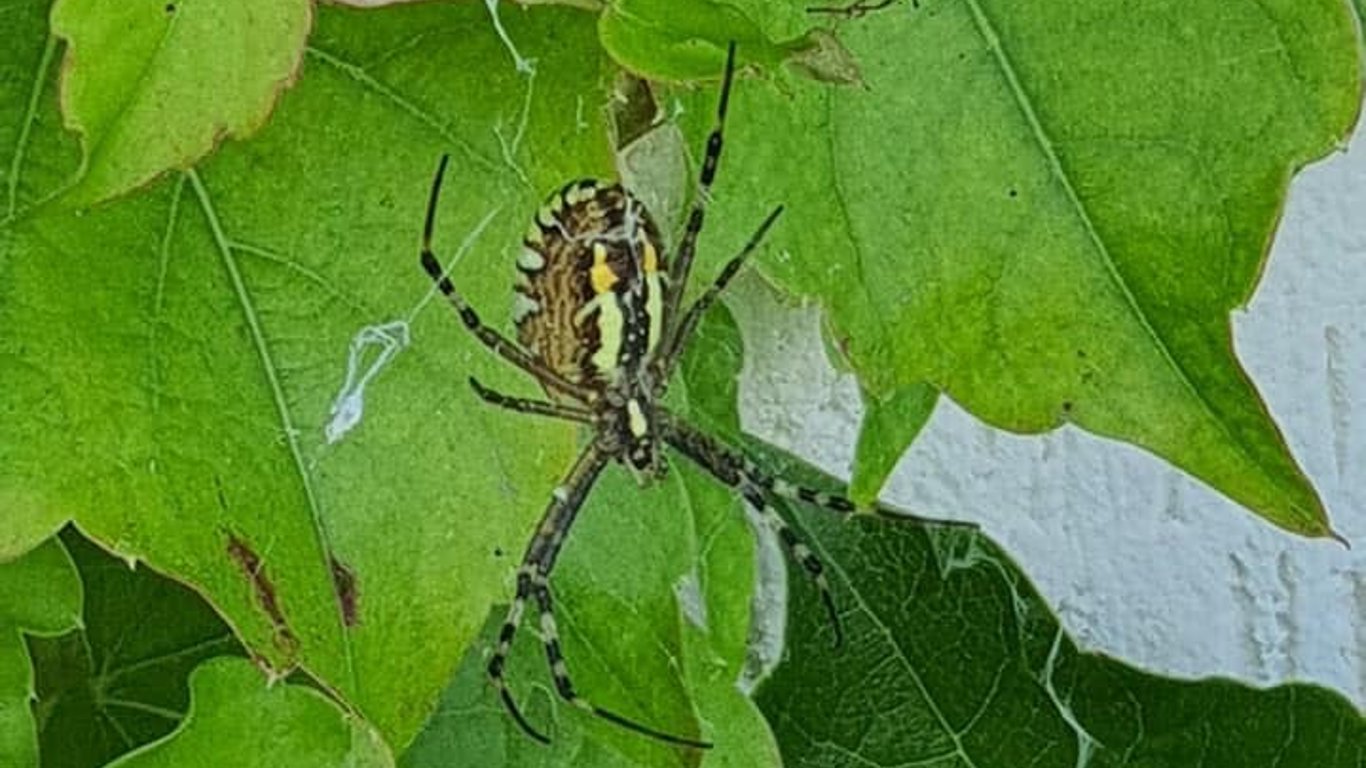 Небезпечного павука виявили у Львові - як він виглядає