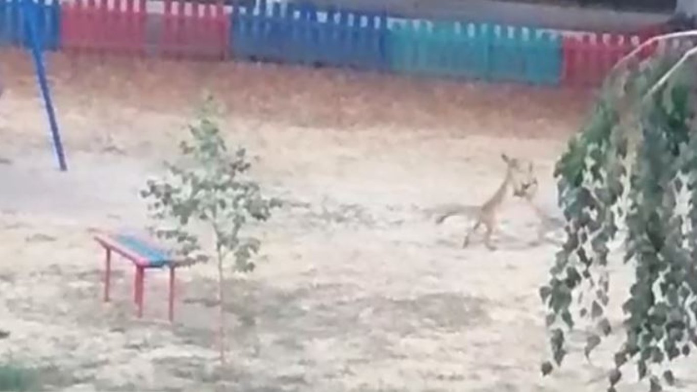 В Харькове на ХТЗ бегали лисы на площадке