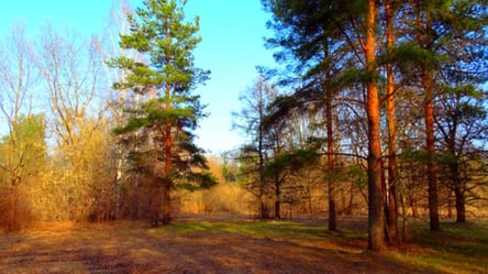 Харків'яни просять зберегти сосновий ліс вздовж вулиці Героїв Праці. Петиція - 285x160
