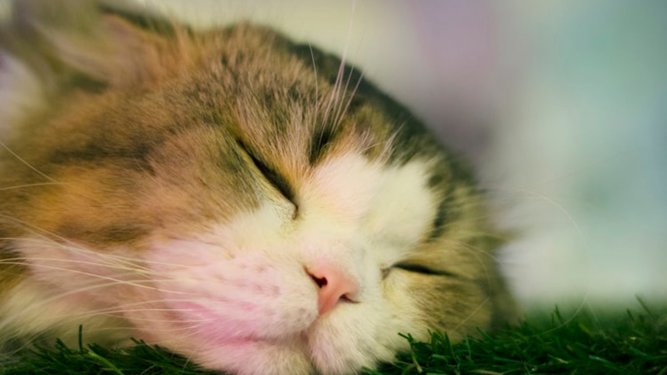 Кот стал звездой Интернета - уснул на поляне среди миниатюр