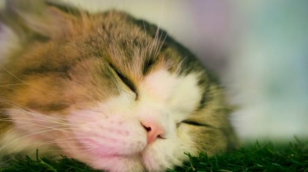 Гигант среди миниатюр: спящий кот на поляне музея развеселил Сеть. Фото - 285x160