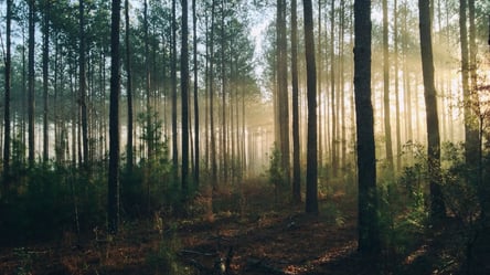 Чорні лісоруби на Харківщині нарубали лісу на понад 19 млн грн - 285x160