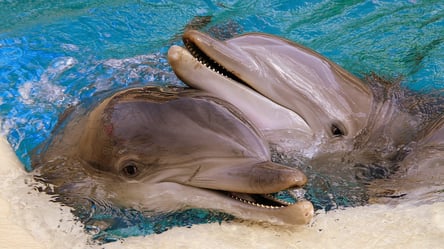 Под Николаевом компания дельфинов охотилась на рыбу и устроила для отдыхающих невероятное шоу. Видео - 285x160