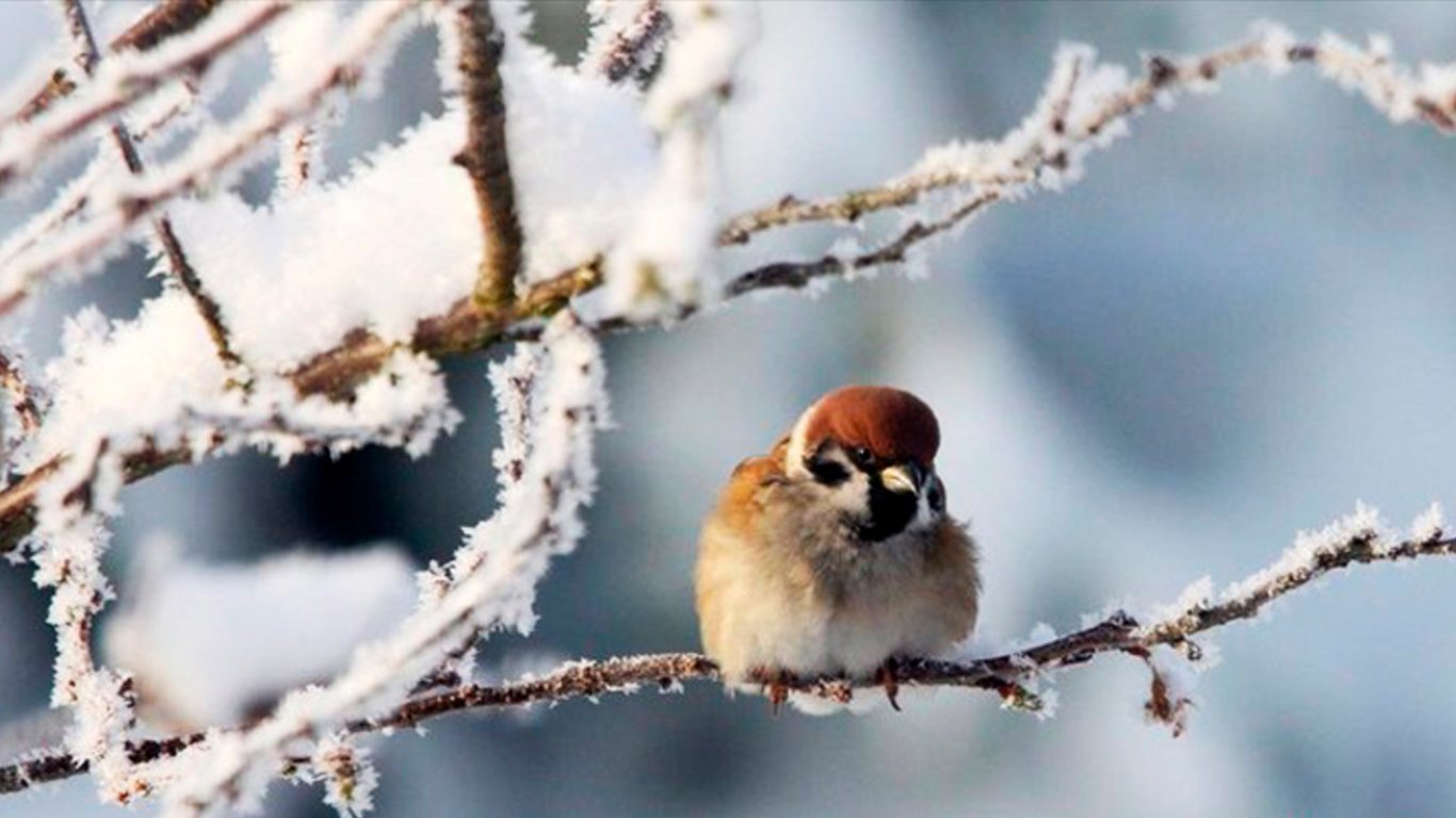 Погода в Україні - зима може стати ще холоднішою
