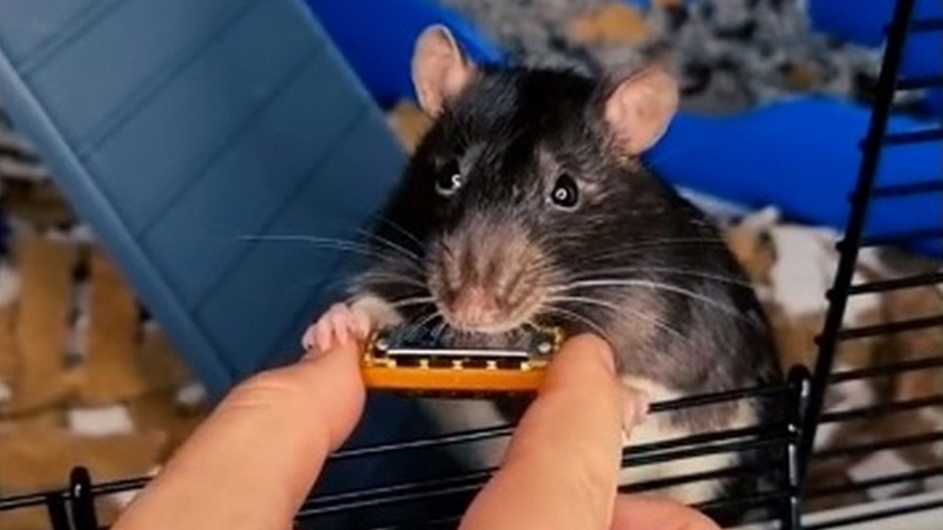 Крыса сыграла на мини-гармошке и прославилась в TikTok - видео
