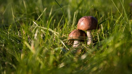 Больше головы: в Ровенской области нашли огромного белого гриба. Фото - 285x160