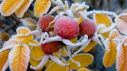 В Украину идут заморозки: объявлен I уровень опасности - 285x160
