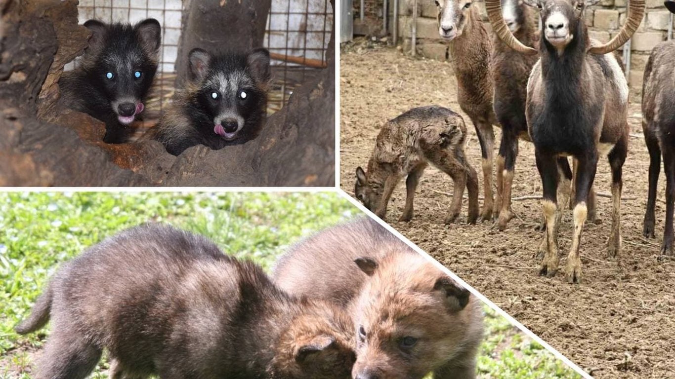 В Одесском зоопарке проводят конкурс на лучшие имена