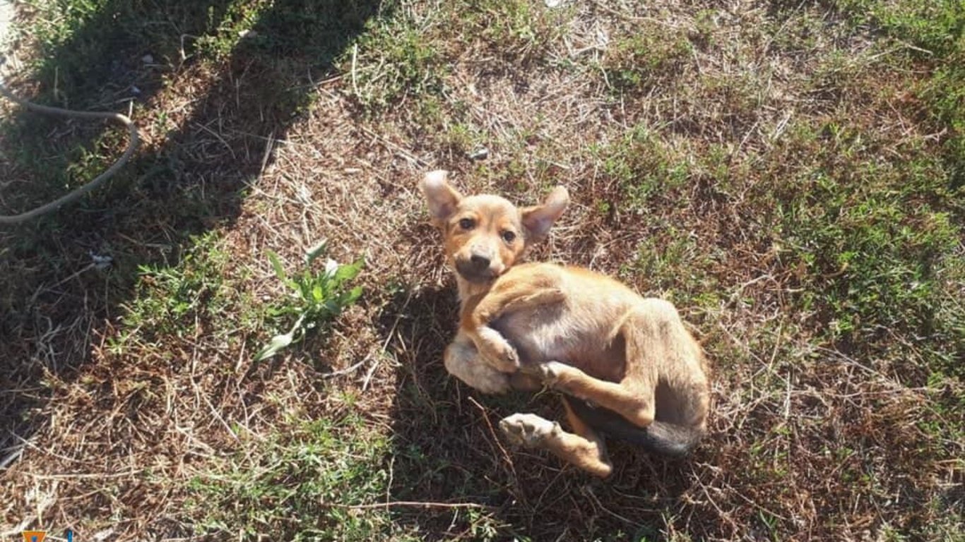 В Одесской области спасатели вытащили из ямы собаку