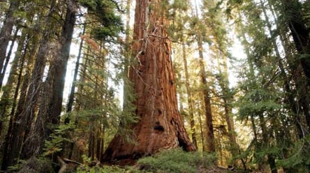 Найдавніший ліс на Землі виявили вчені в США. Фото - 285x160