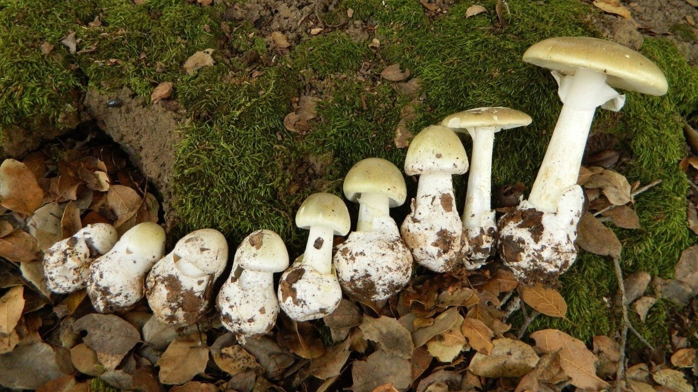 Отравление грибами - как отличить сыроежку от бледной поганки