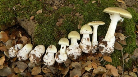 Во Львове три человека попали в реанимацию с отравлением грибами: как отличить бледную поганку - 285x160