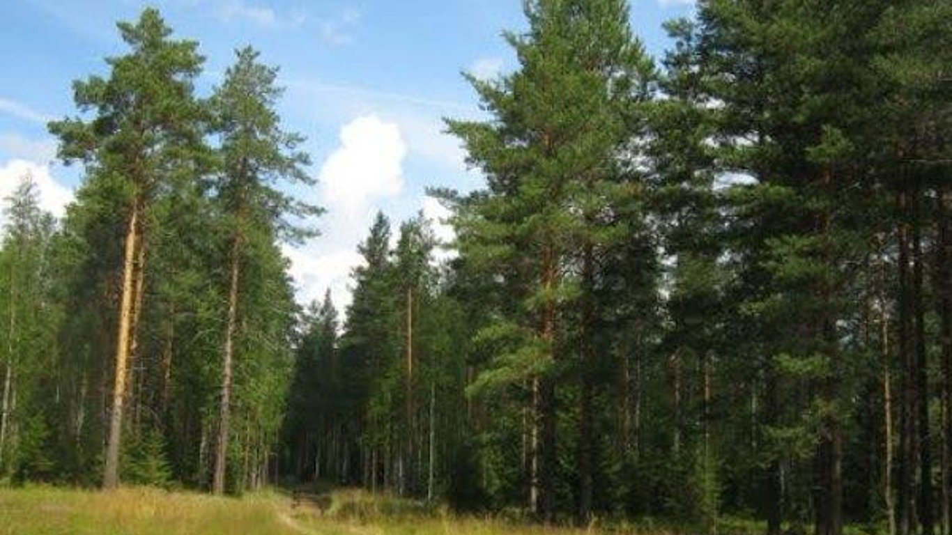 Прокуратура раскрыла схему по перепродаже земли с лесом на Харьковщине