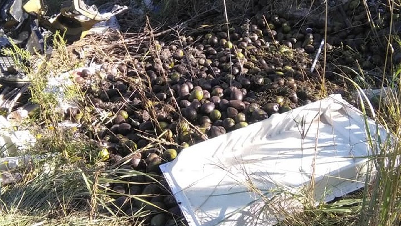 В Киеве неизвестные выбросили урожай авокадо - подробности