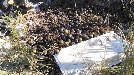 Надто дорогий, щоб продаватися? У Києві невідомі викинули врожай авокадо. Фото - 285x160