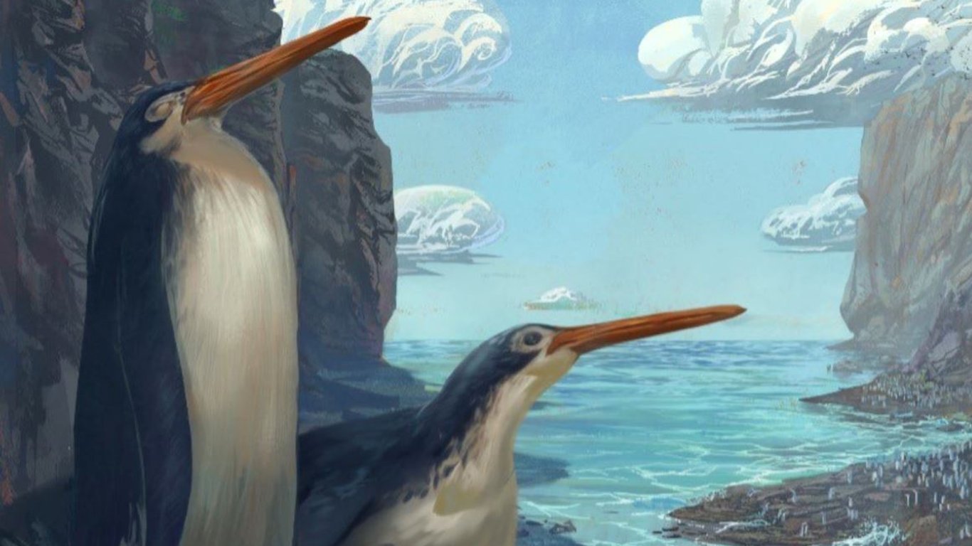 Палеонтологи открыли новый вид доисторических пингвинов
