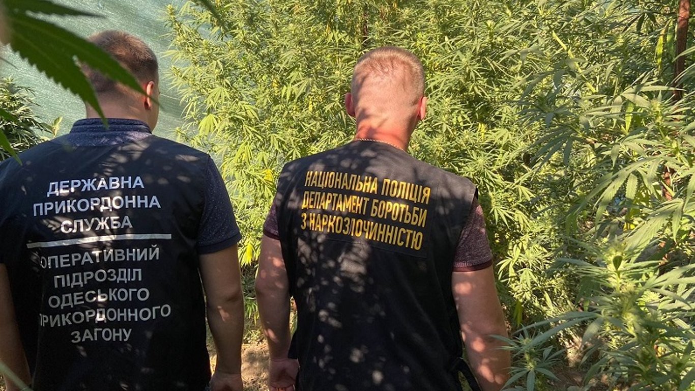 На Миколаївщині у чоловіка виявили плантацію коноплі