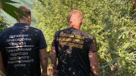 На Миколаївщині у чоловіка виявили плантацію коноплі на 200 тисяч гривень - 285x160