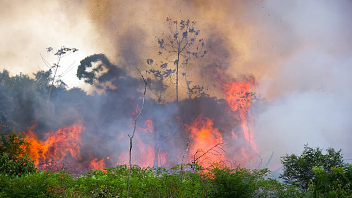 На Харківщині горить екосистема – вогонь уже спалив частину ділянки з травою і продовжує поширюватись
