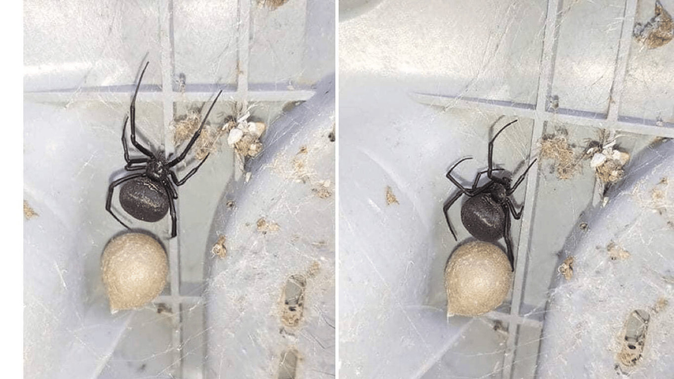 В Одесской области нашли опасного ядовитого паука - фото