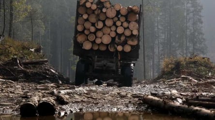 Слідкуватимуть за "чорними" лісорубами: на Харківщині впроваджують нову систему моніторингу за 1 мільйон гривень - 285x160