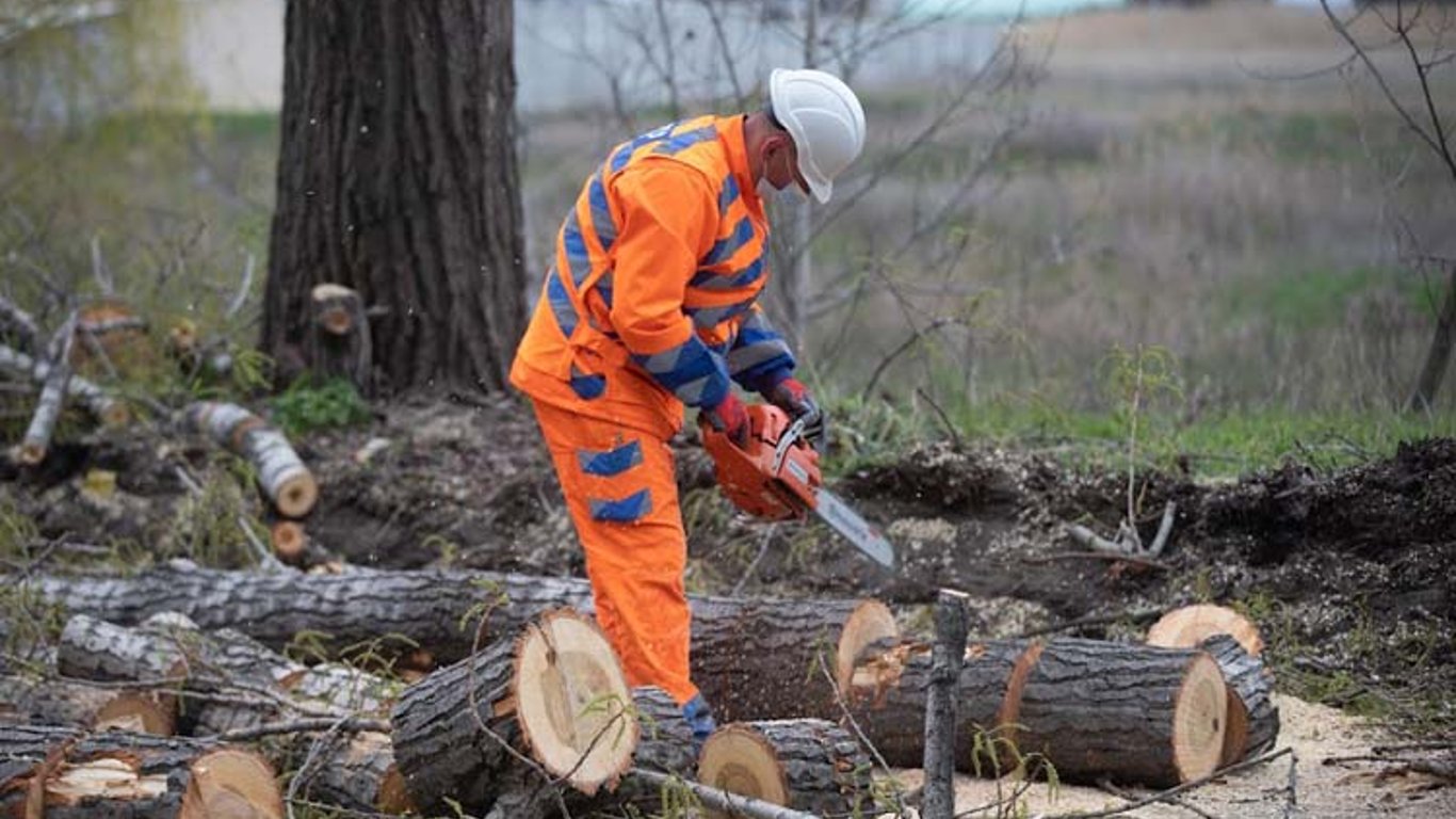 В Одессе еще 46 деревьев признали аварийными