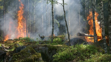 В Турции вновь вспыхнули лесные пожары: спасатели привлекли авиацию. Фото - 285x160