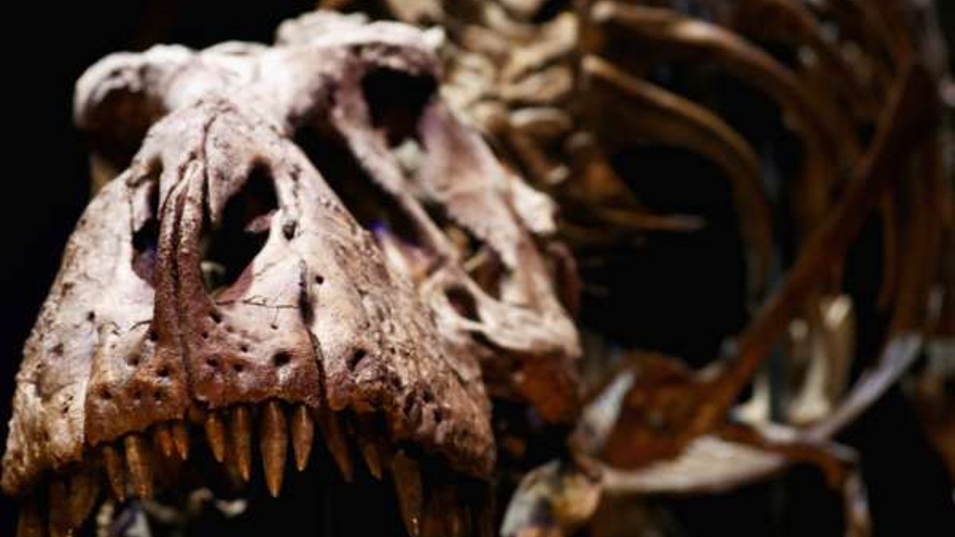 В Марокко обнаружили останки старейшего анкилозавра