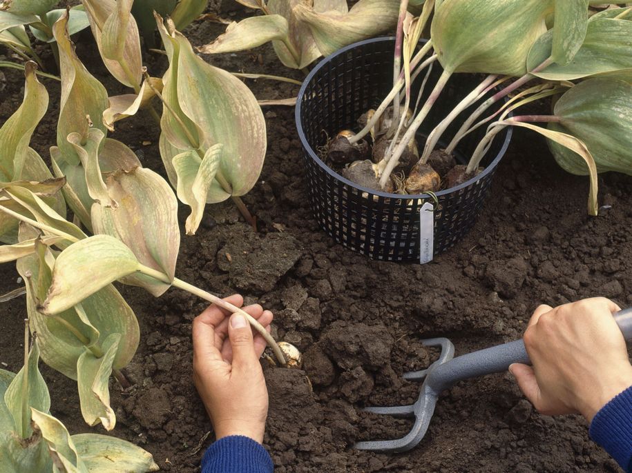 Процесс выкапывания тюльпанов в саду.