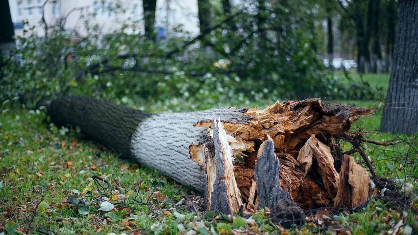 В Одессе на парковку упало дерево - многие из них сильно повредило