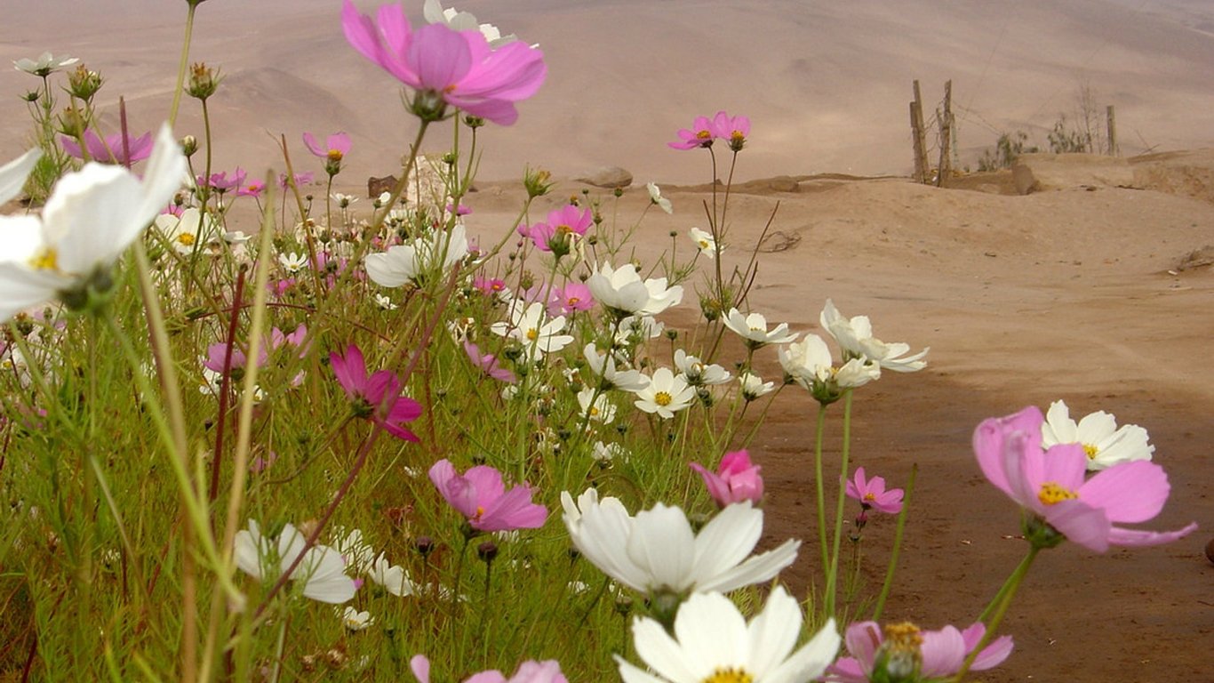 В Атакамі зацвіли квіти – найбільш засушлива пустеля світу вкрилась квітковим килимом