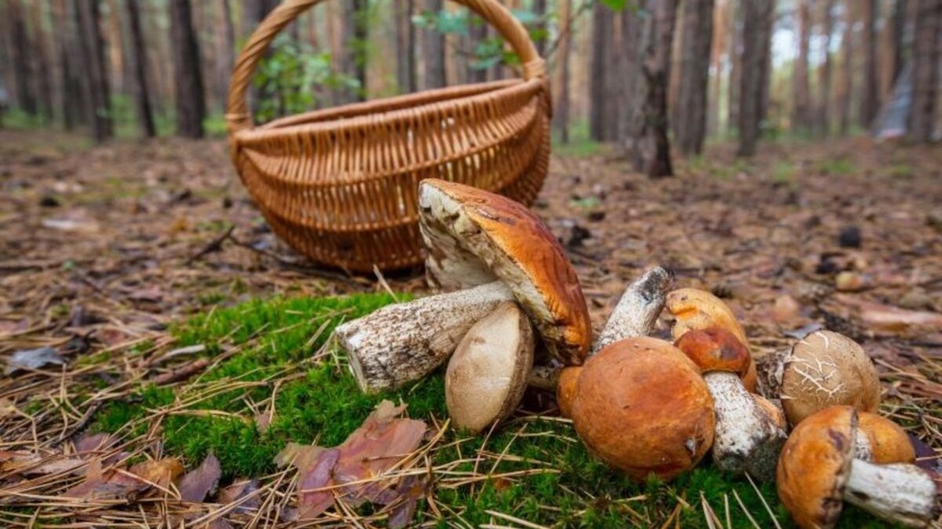 На Харьковщине мужчина заблудился в лесу - не хотел бросать грибы