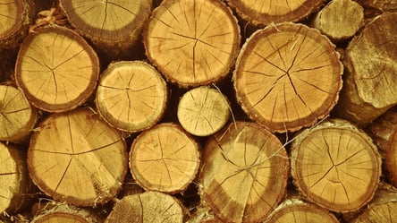 Суд назначил огромный штраф за уничтожение леса под Харьковом. Подробности - 285x160