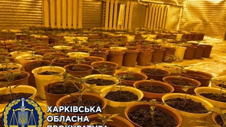 Обустроил теплицу в квартире: в Харькове будут судить гражданина Вьетнама, который выращивал коноплю - 285x160