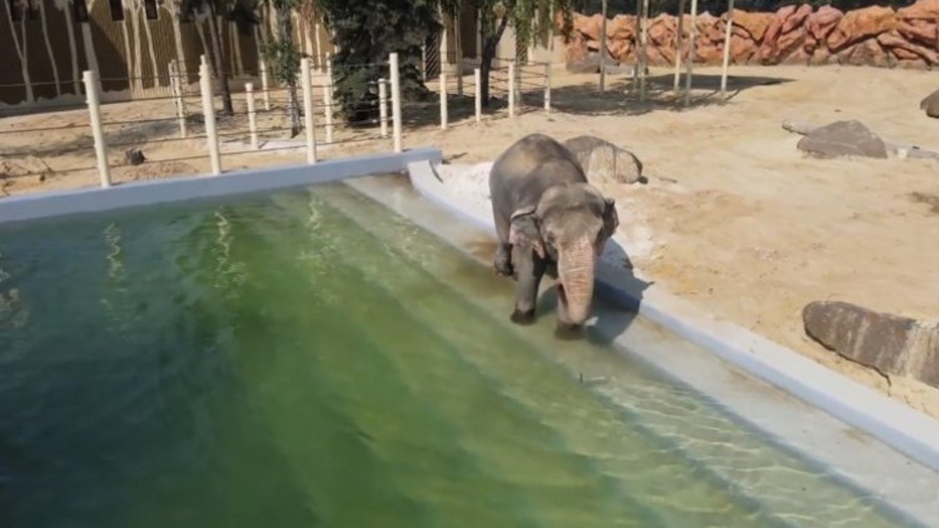 Харьковский зоопарк показал новый вольер для слонов