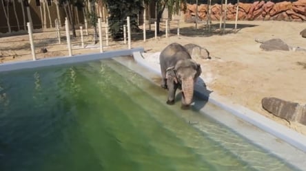 Вольєри за 59 млн грн: харків'янам показали слона в басейні, реакція виявилася несподіваною. Відео - 285x160