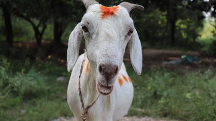 В Калифорнии почти 10 тысяч коз наняли на работу поедать кусты: подробности - 285x160