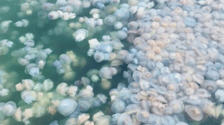 Сотни медуз с огромными щупальцами "оккупировали" одесский Морвокзал. Фото - 285x160