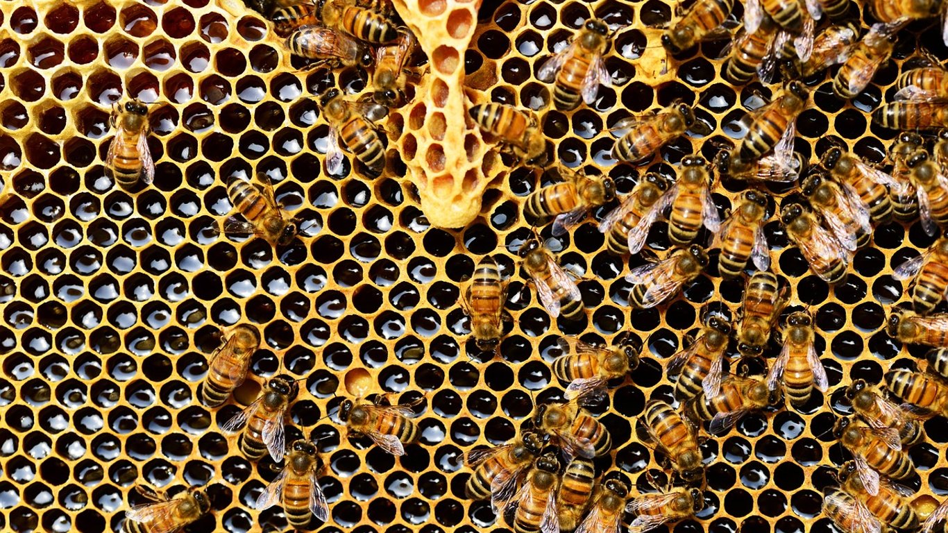 Як відрізнити справжній мед від підробки - 3 способи