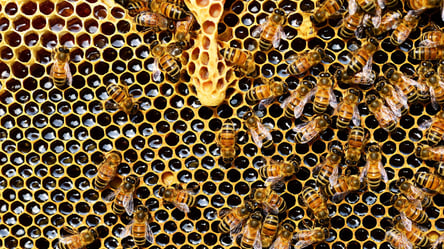 Как отличить настоящий мед от подделки: 3 простых способа - 285x160
