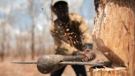 Незаконно спиливали дубы: в Одесской области задержали двух "черных лесорубов" - 285x160