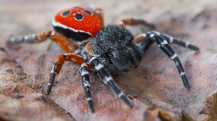 В Киеве поселились ядовитые тропические пауки. Фото - 285x160